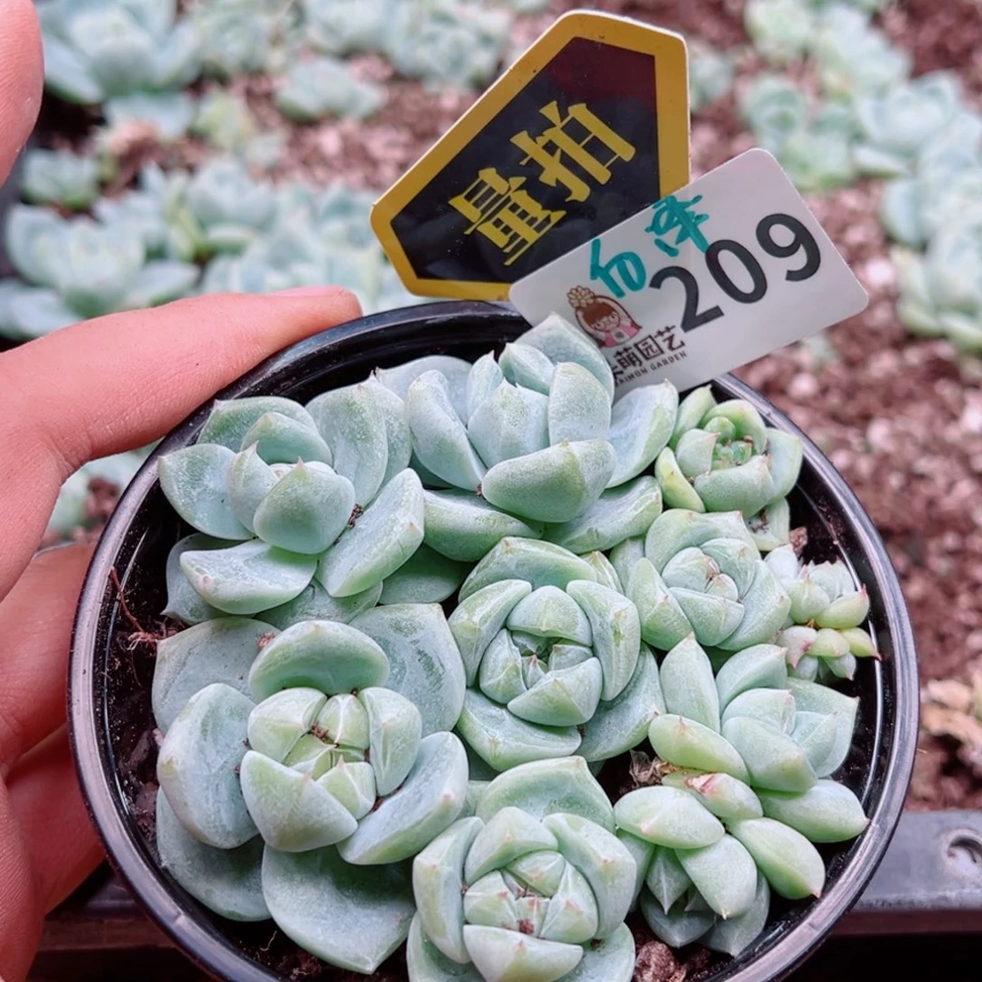 多肉植物多肉植物