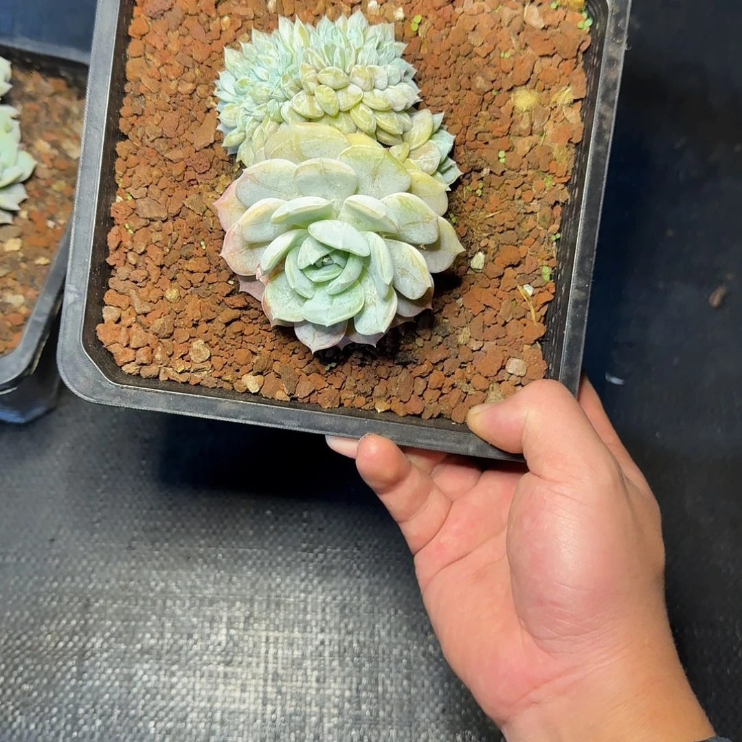 多肉植物多肉植物