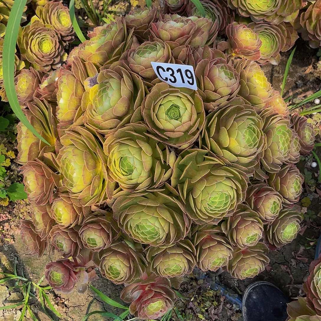 万圣节14–39包邮法师