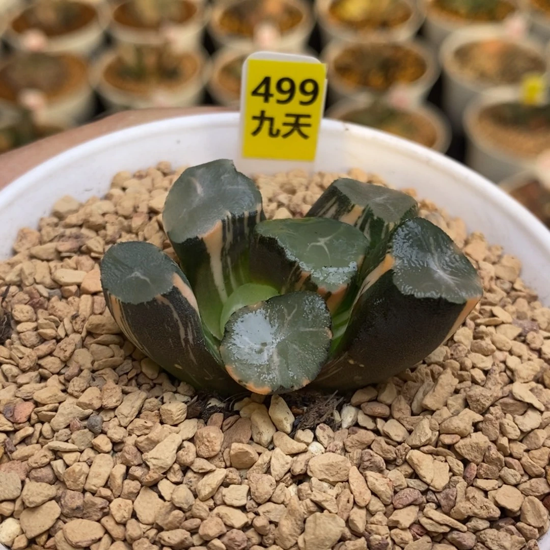 499号山之翠万象锦