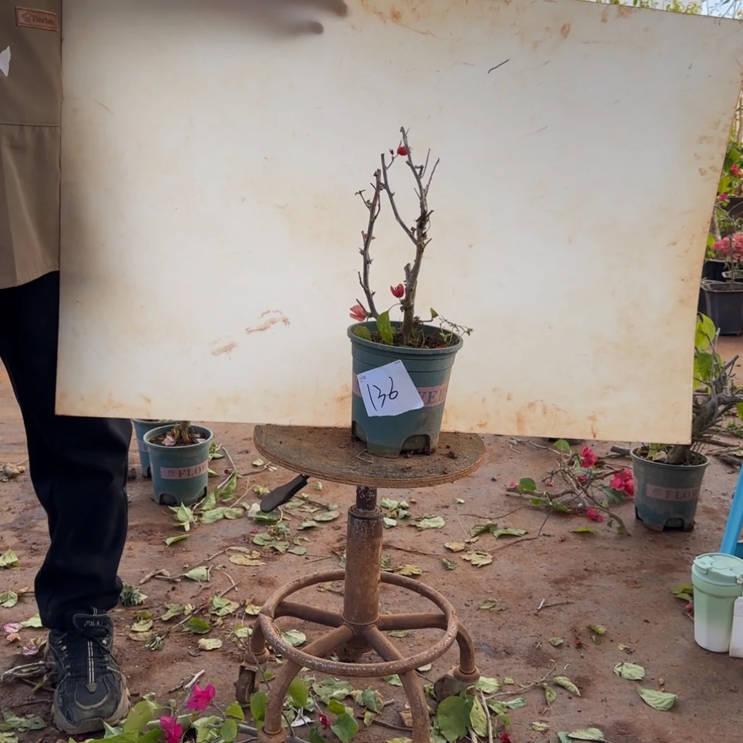 大部分开放少量花苞日落 136脱