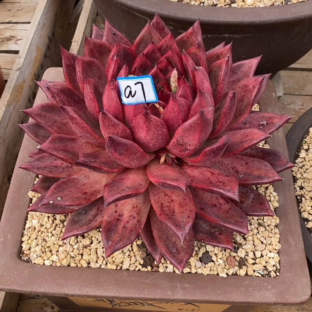 C*福利菩萨大母本a7