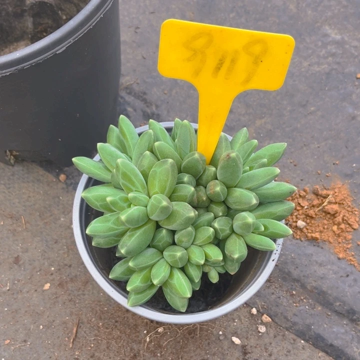 千代田之松多肉植物9119