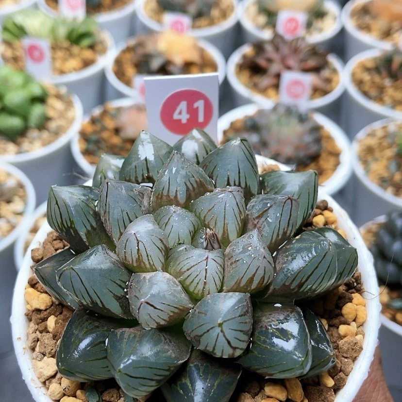 【闪购商品】41龙爪