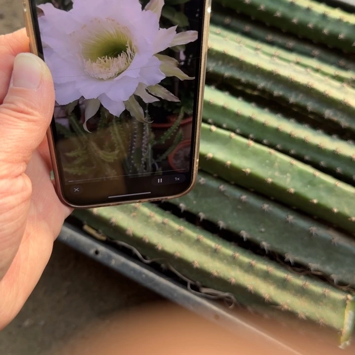 黑刺砍头班25公分左右弯