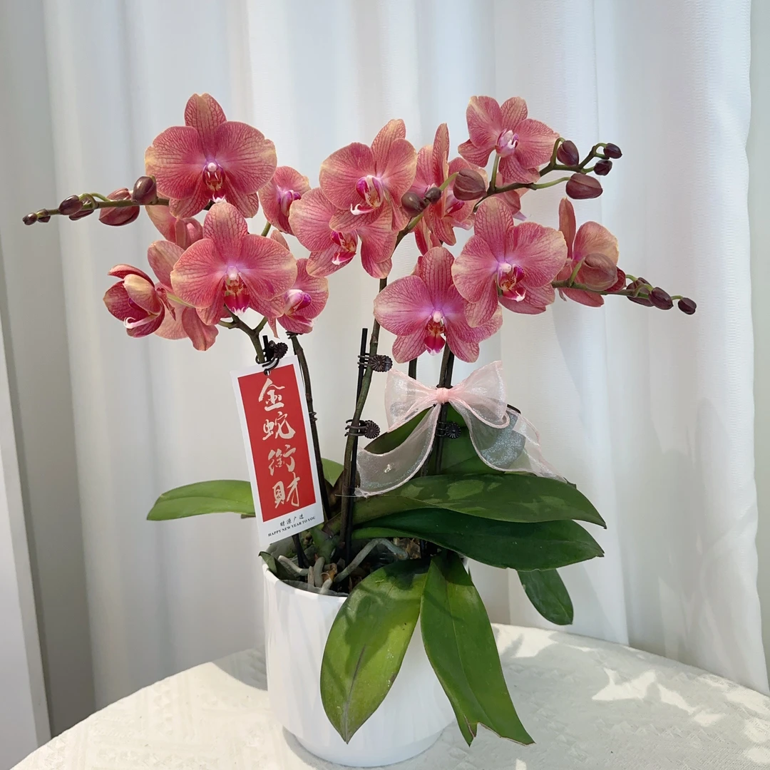 成功优选【彩月】蝴蝶兰精致组盆花卉盆栽四季植物3-5