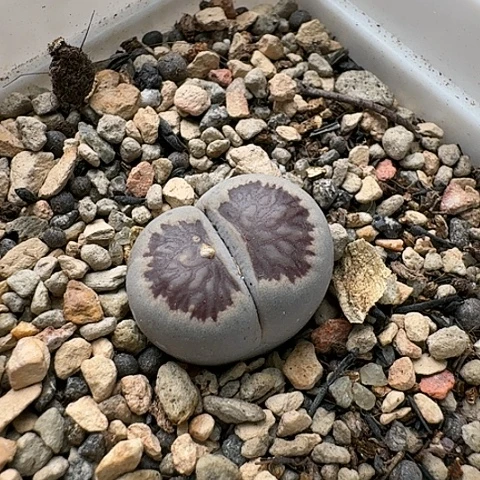 3334，菊红窗菊花纹母本带盆