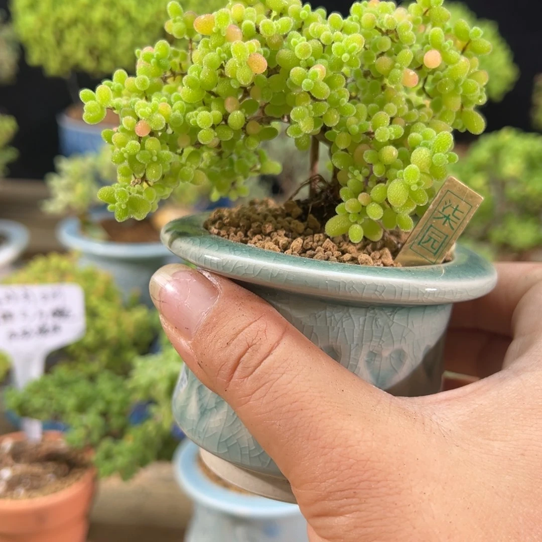 蜜橘糖球造型老桩