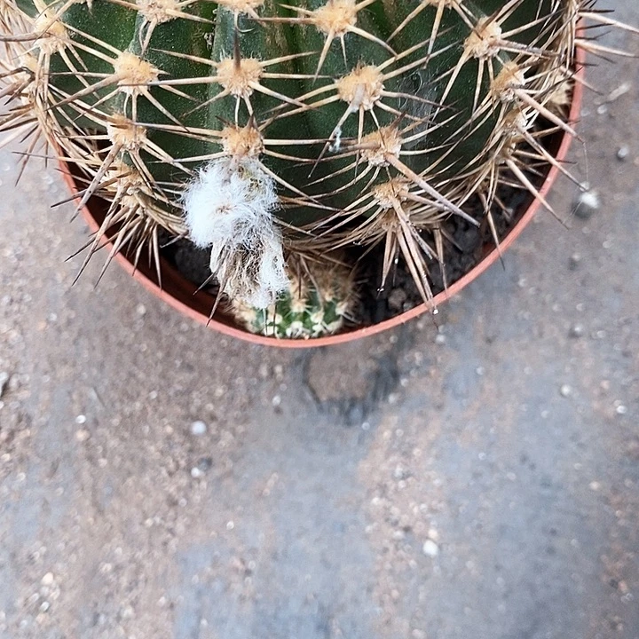 丘比特仙人球3567899