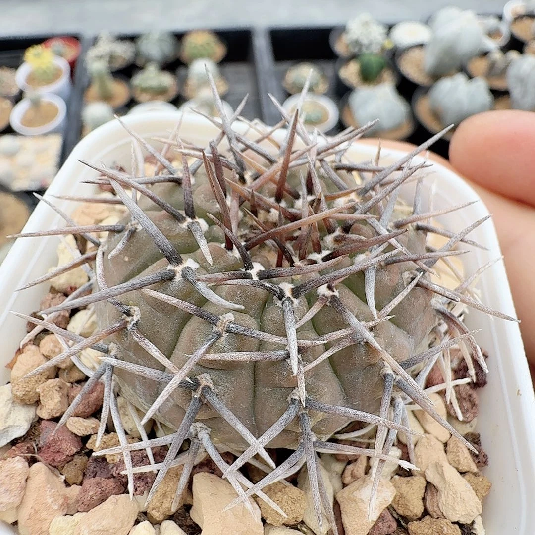 狂刺黑刺凤头脱土发货