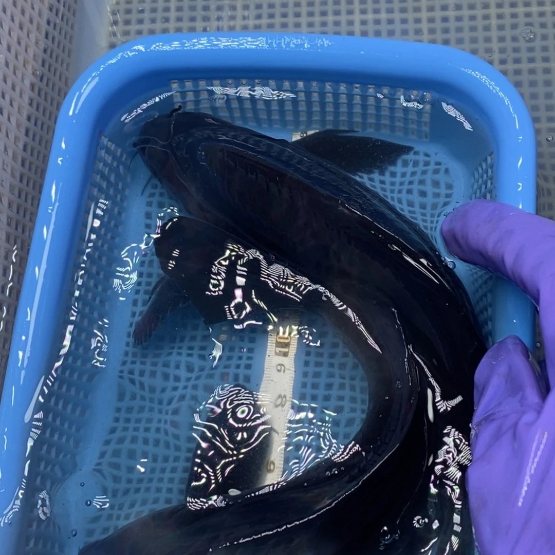 锦鲤冷水锦鲤包邮