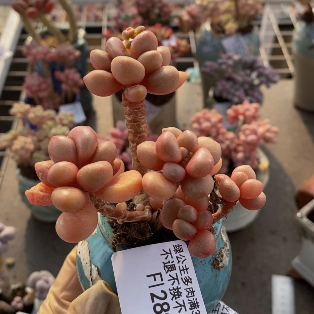 先锋派289/8cm的肉