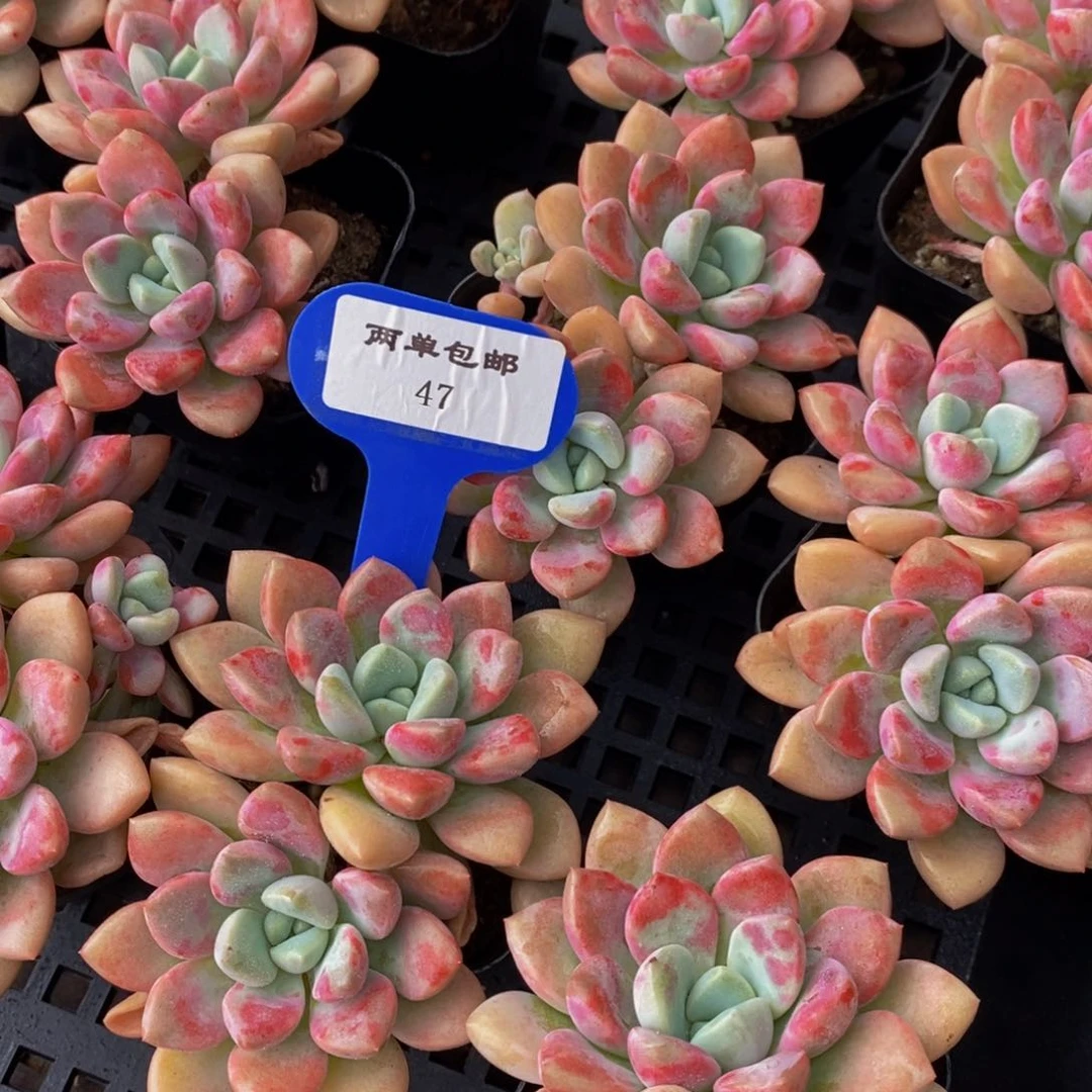 47-Z精品老桩血斑花斑鹭双头一个