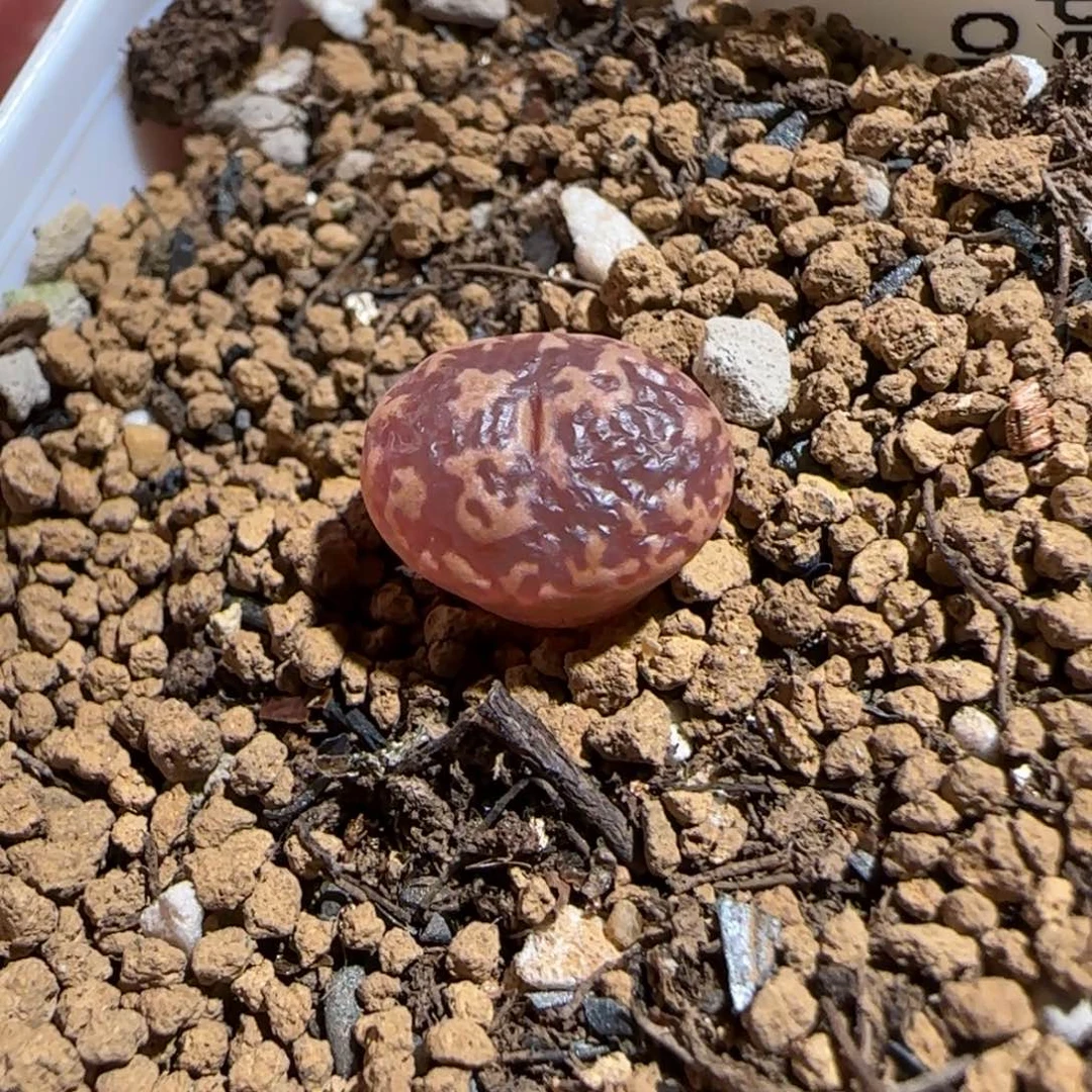 肉锥多肉植物组合-超级泡泡勋693