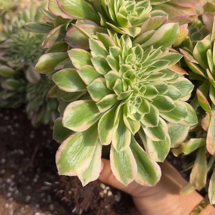 多肉植物福利138