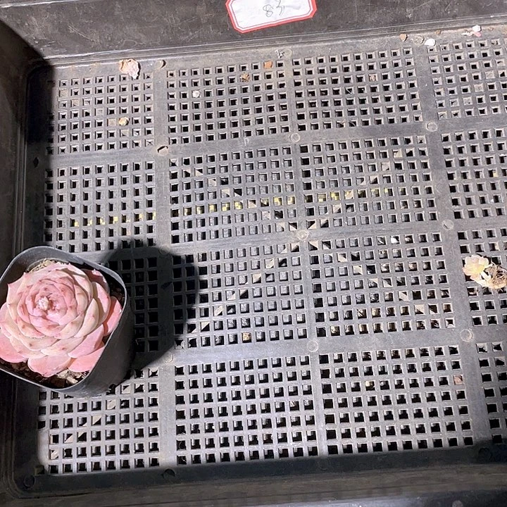 格*巫83号筐带盆土发