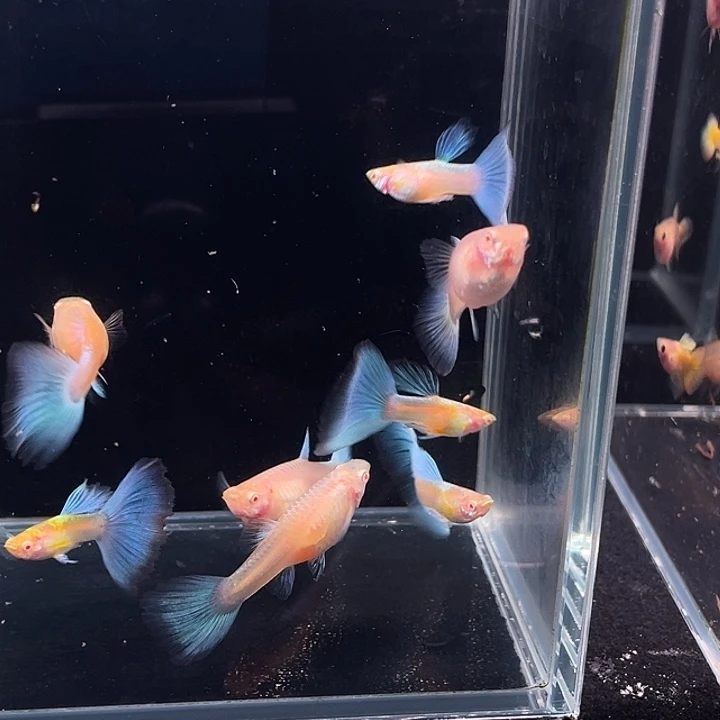 孔雀鱼天空蓝4对8条，