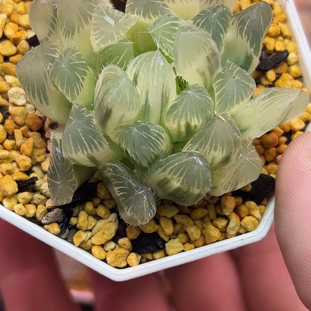 糊斑别系锦十二卷多肉