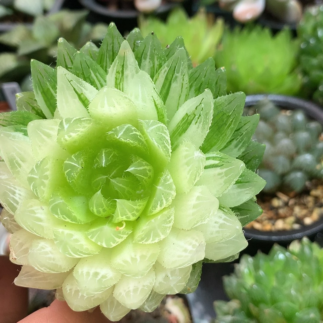 樱水晶带盆带土发货