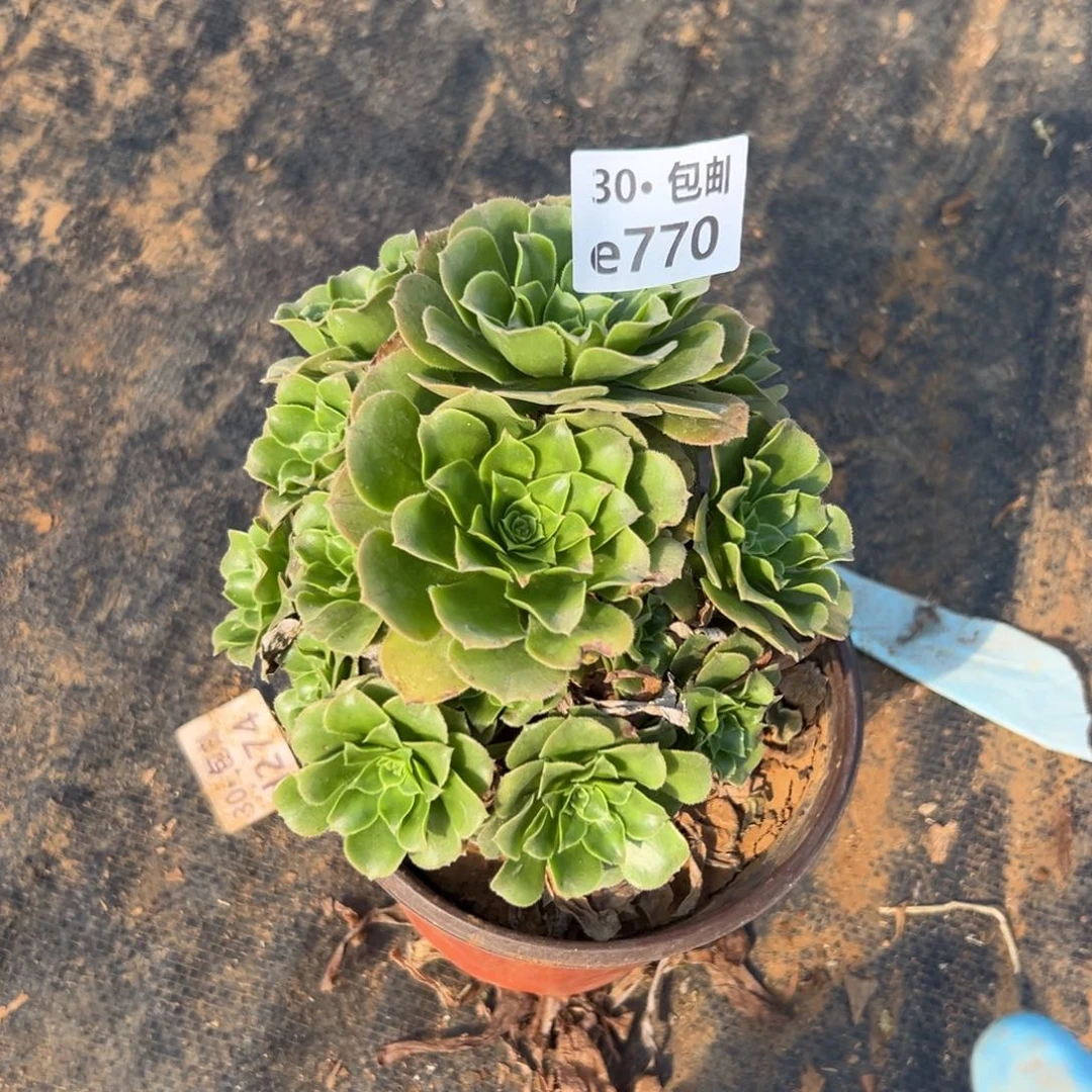 770多肉法师绿杨蓉