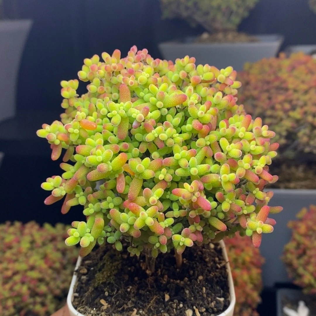 无花朵43号蜜橘糖球（8cm冠服）