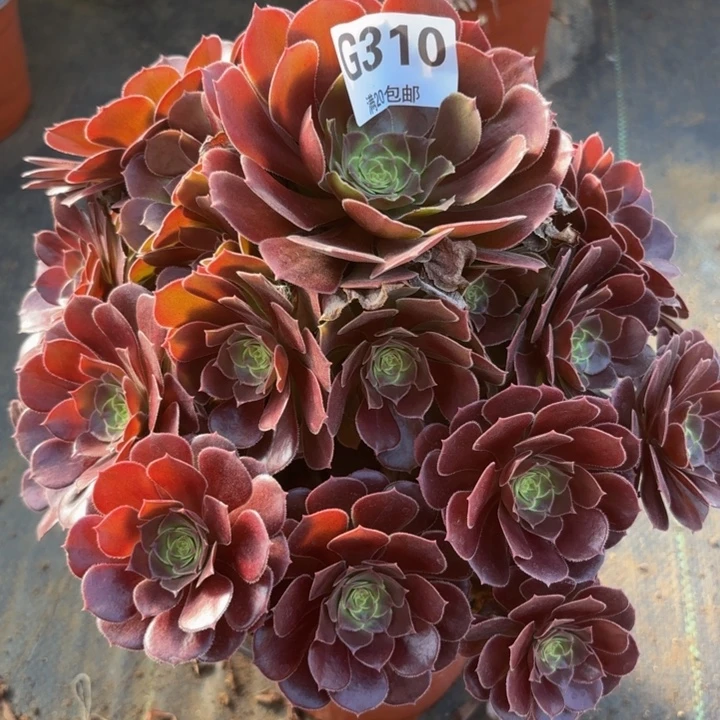 瑞妈多肉植物310.荷兰玫瑰