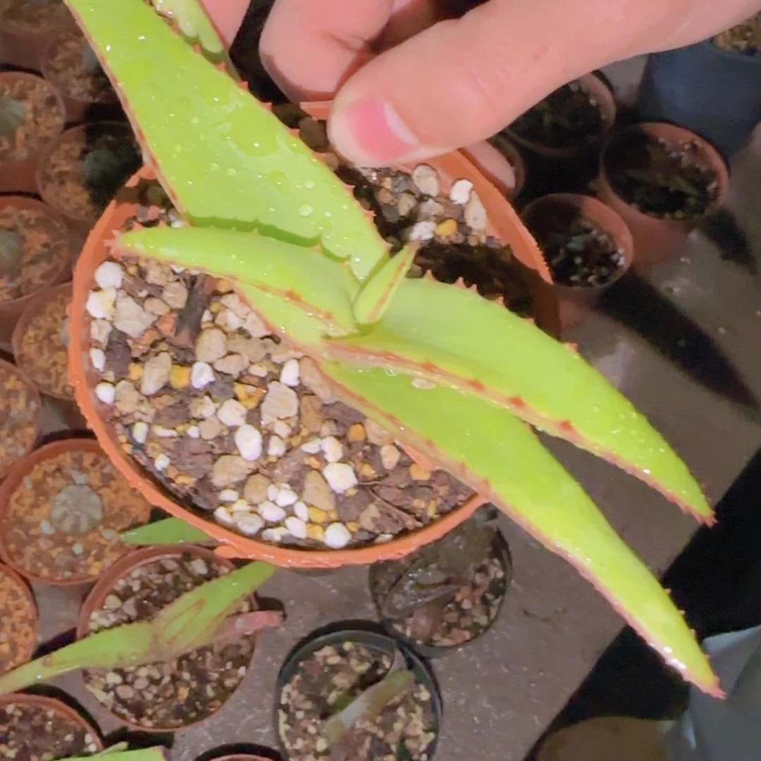 爱*海块根植物块根植物