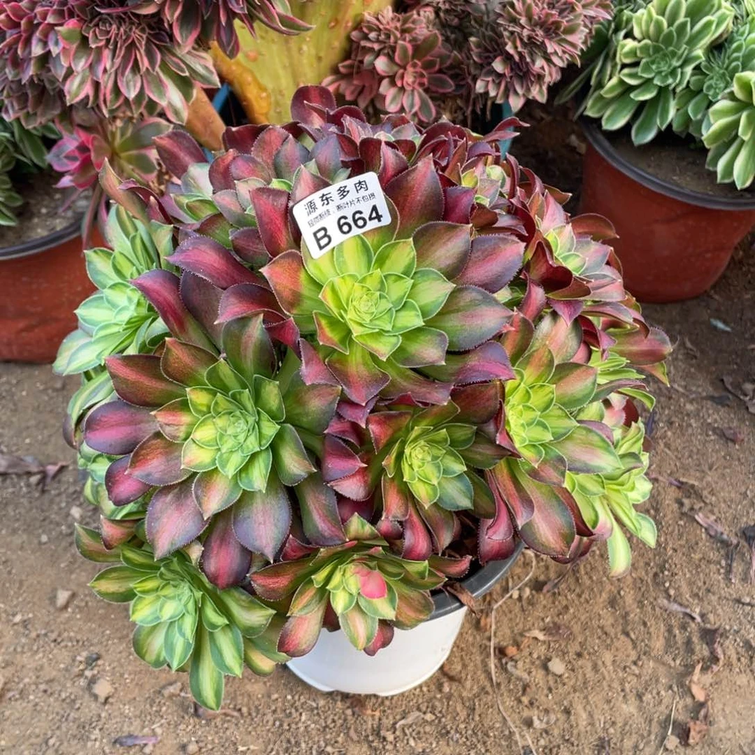 664韶华多肉法师断枝不包