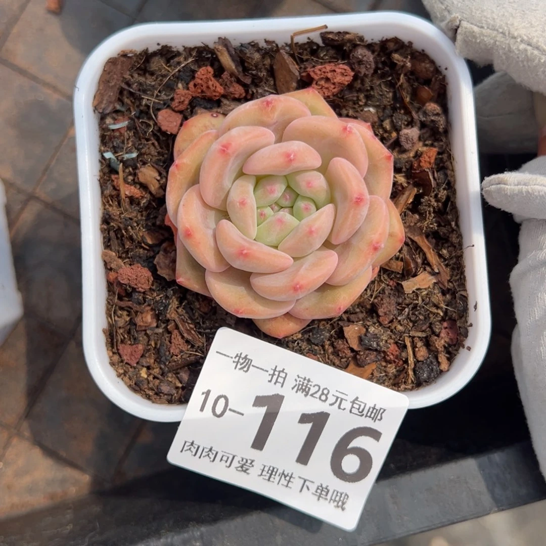 崽***鼓魅影多多肉多肉多肉