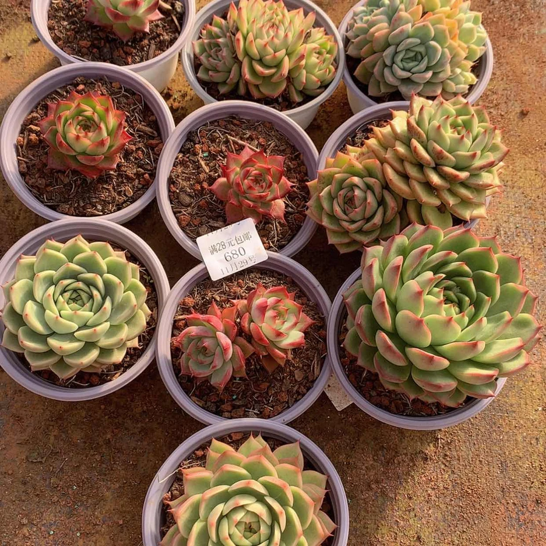 【闪购商品】云680号