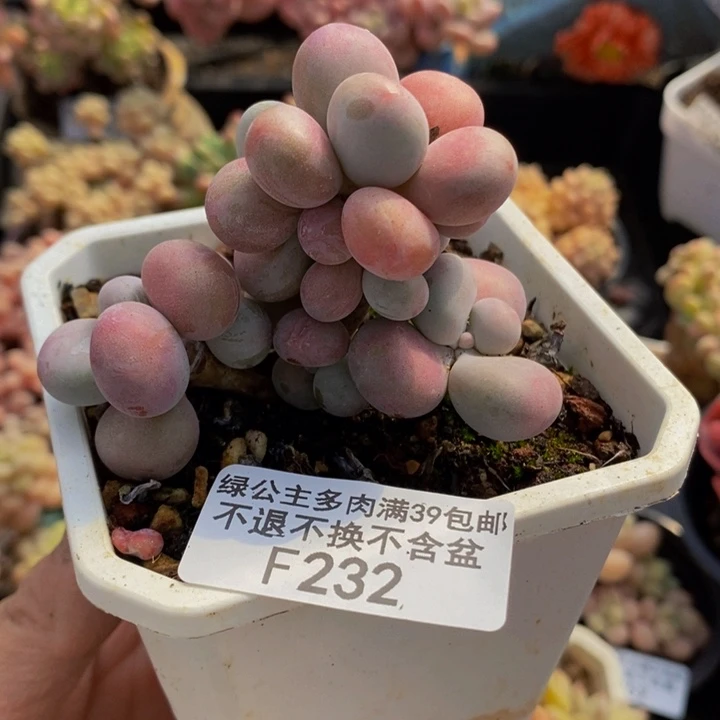 腰子桃蛋232多肉植物