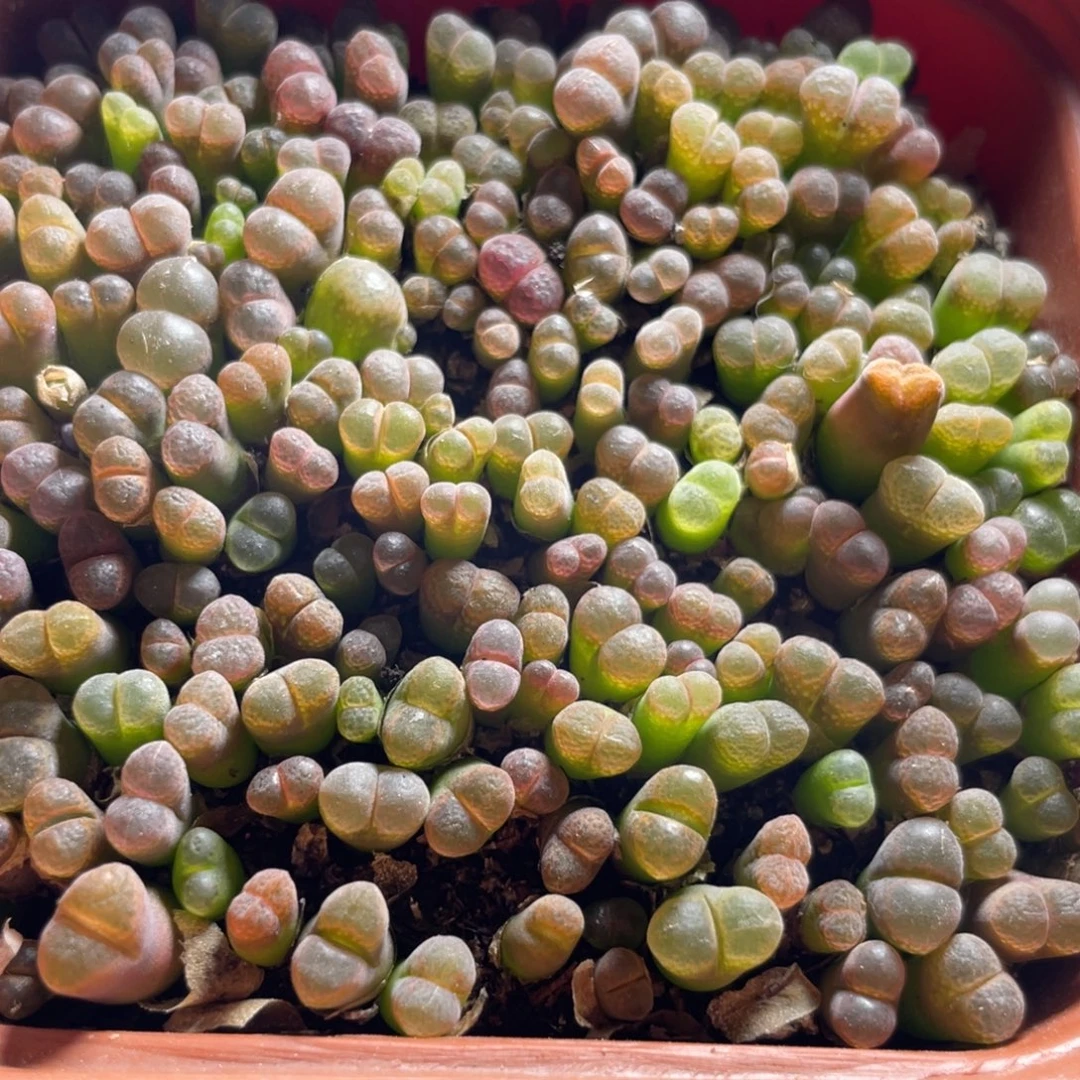 今晚五彩风铃特价～7