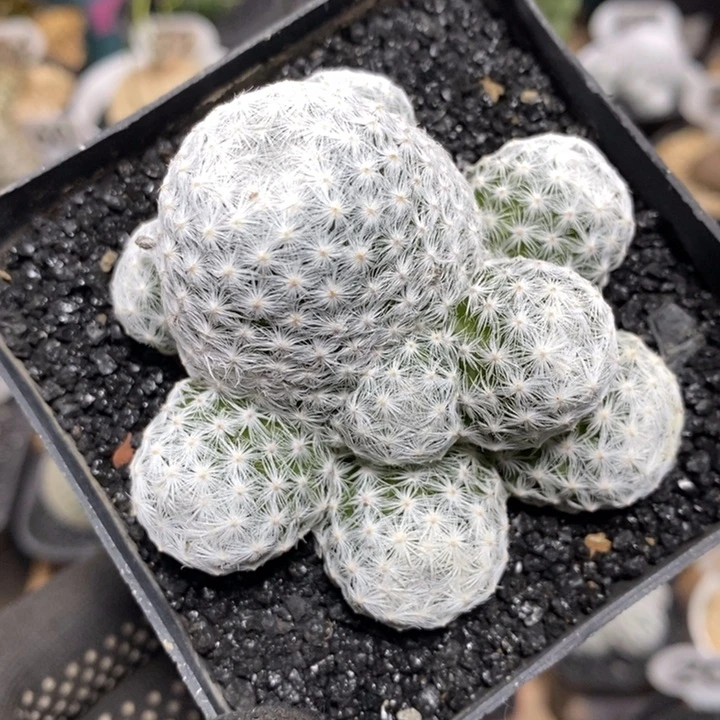 多头群生姬春星322号7cm