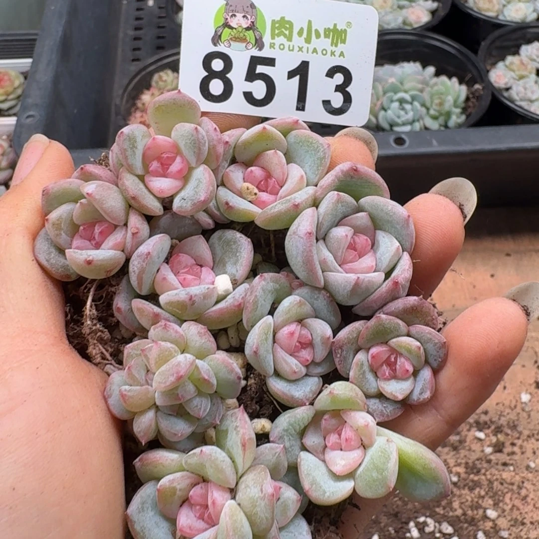 多肉植物多肉植物