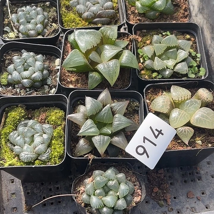 914精品玉露组合一筐