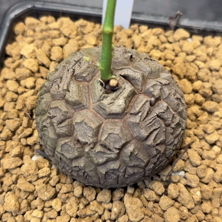 37号龟甲龙带盆包邮尺寸5+