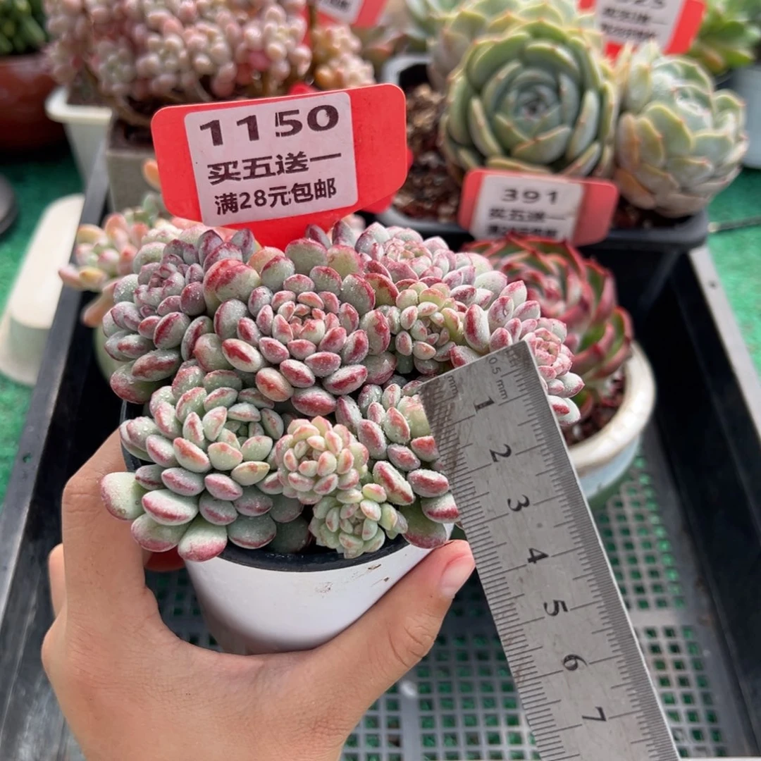 表妹精品多肉植物1150.