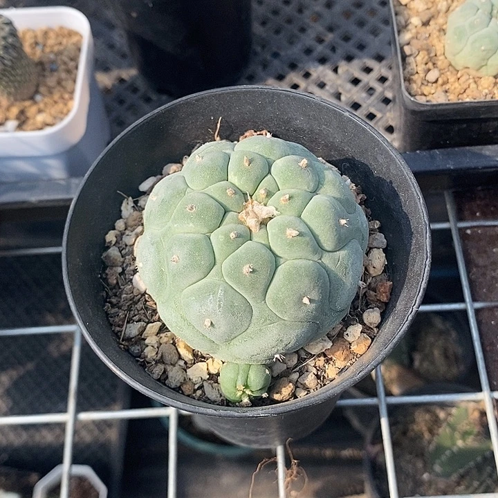 大鱿海鲜，带崽，一物一拍