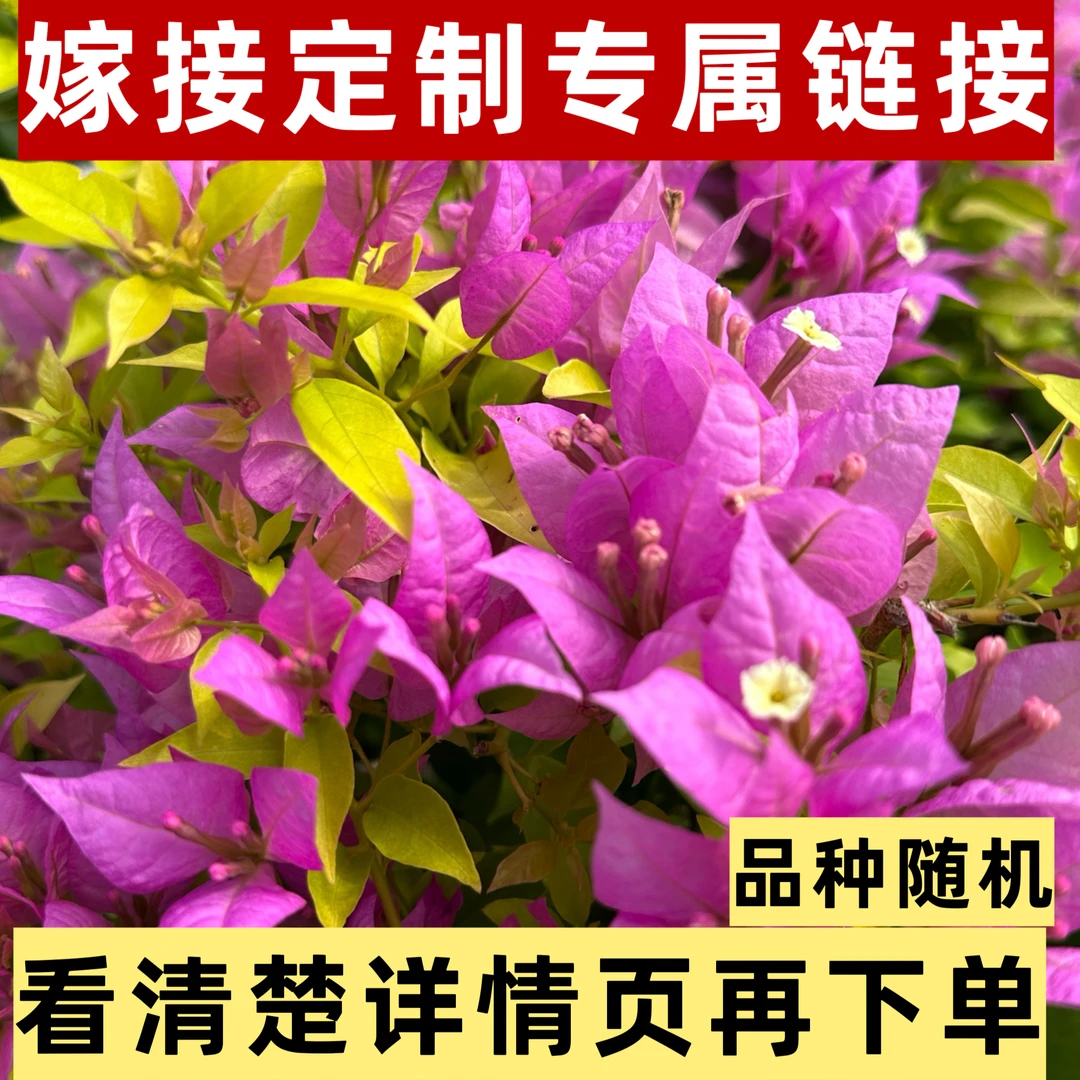 红大王一对一定制嫁接三角梅品种随机