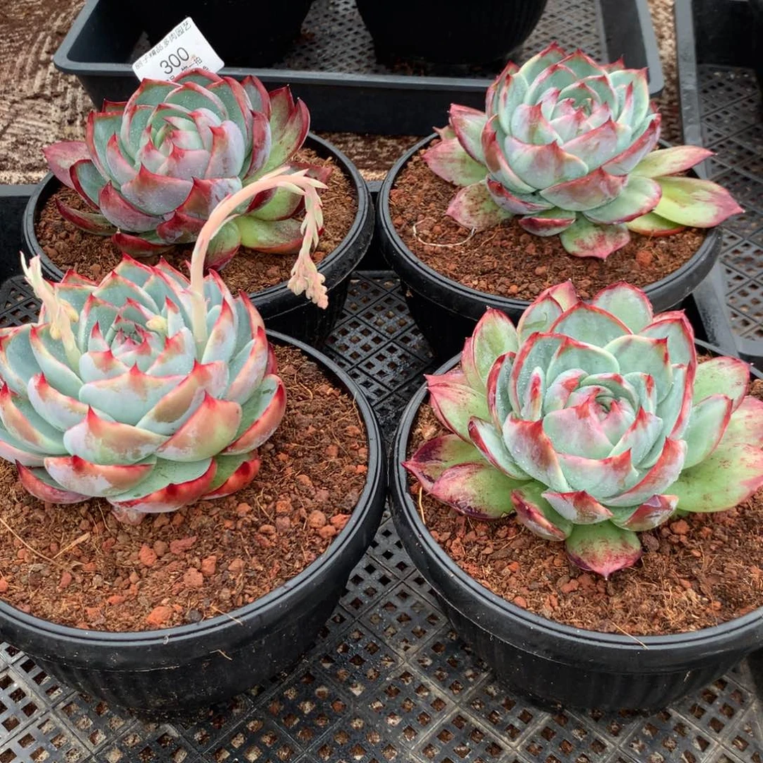300惊鸿一组4颗。尺寸12。多肉植物