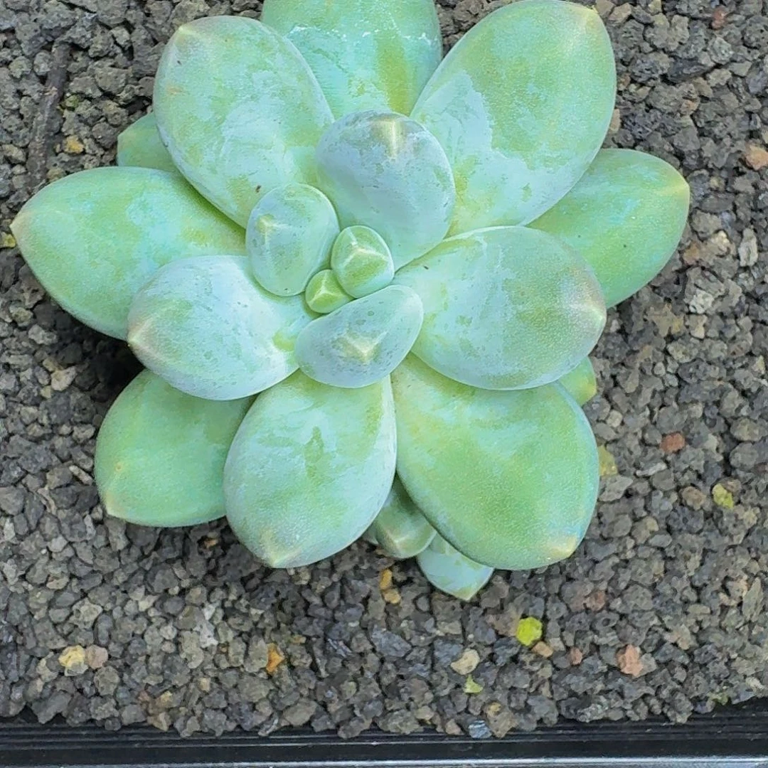 维珍 美人 一物一拍