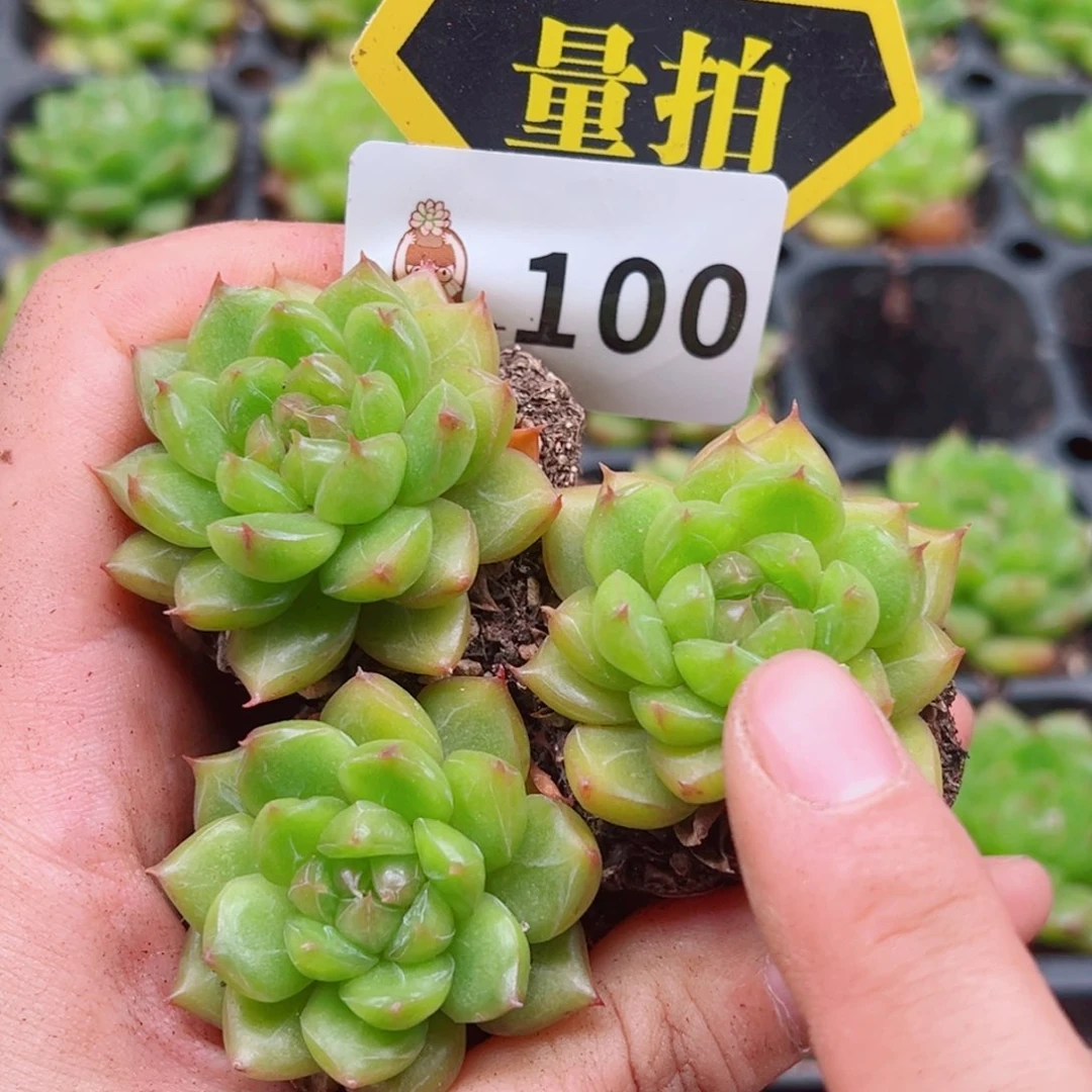 多肉植物多肉植物