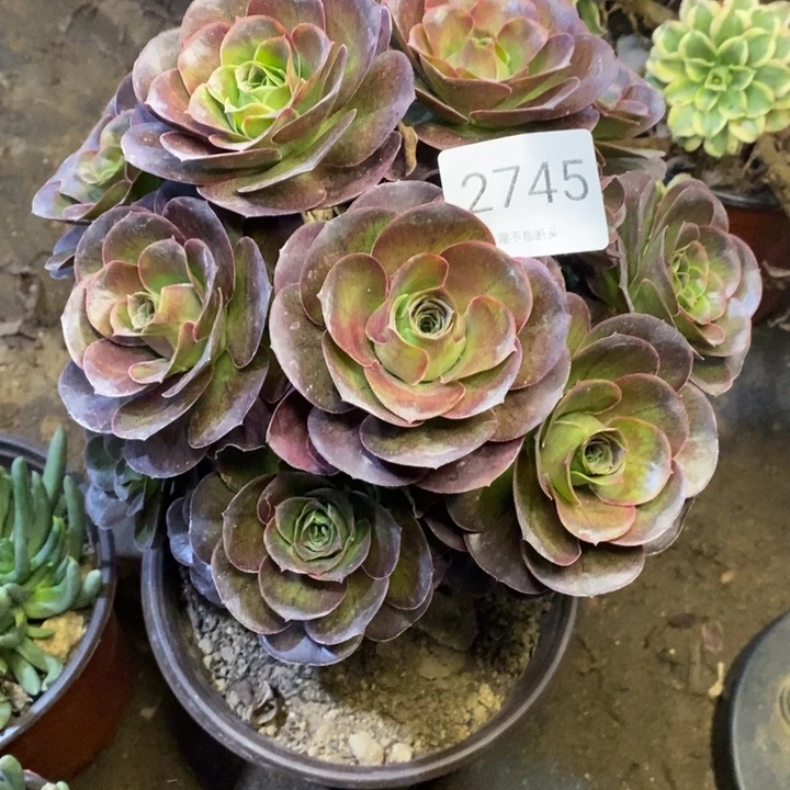 魅金多肉断头不包2745