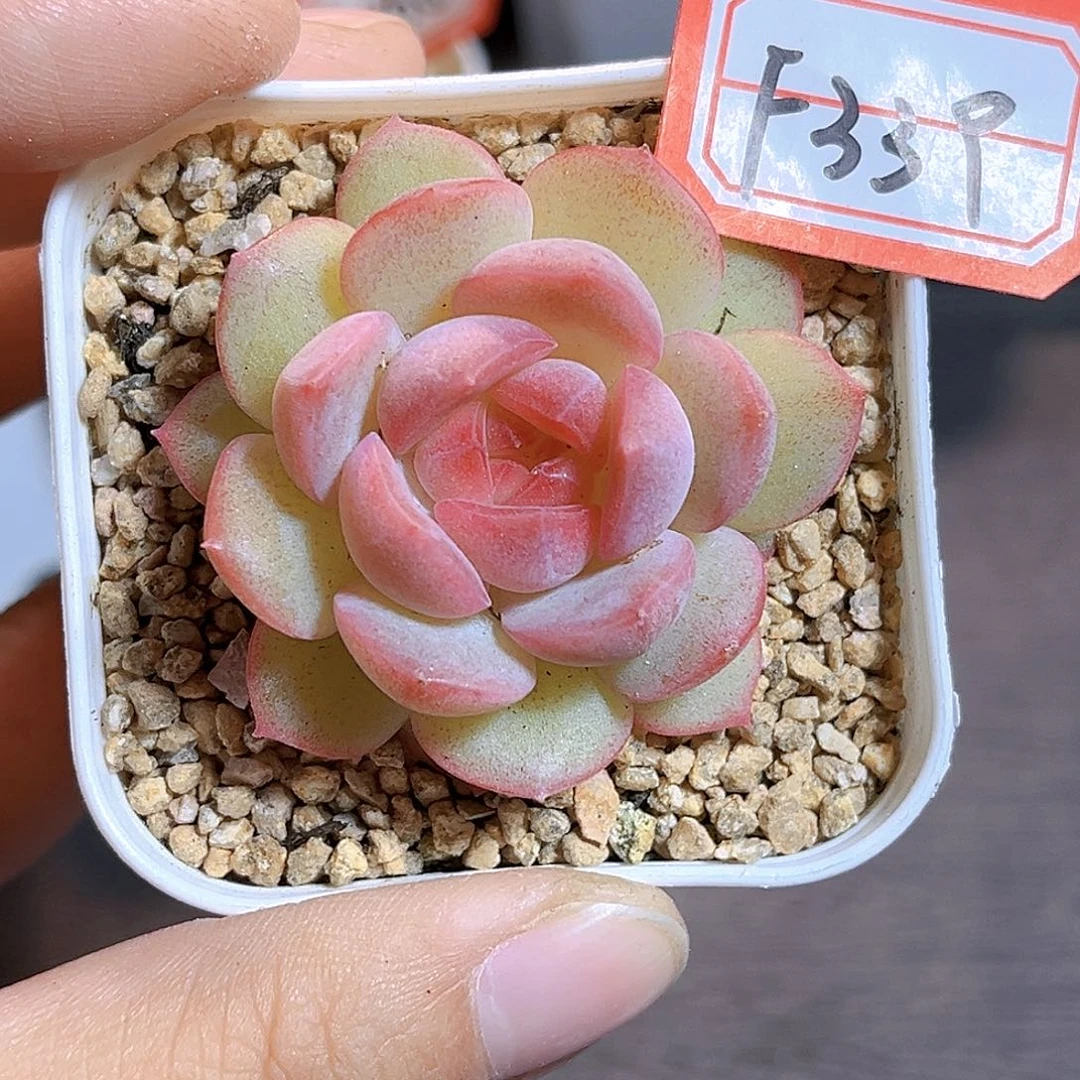 F339一物一拍 王炸