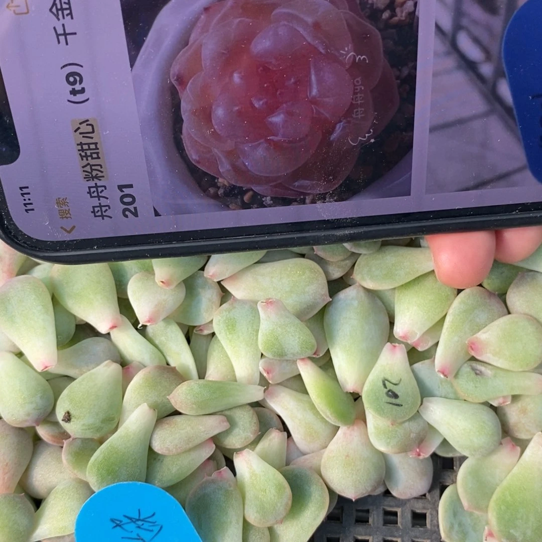 纯叶片粉甜心201一片多肉叶子