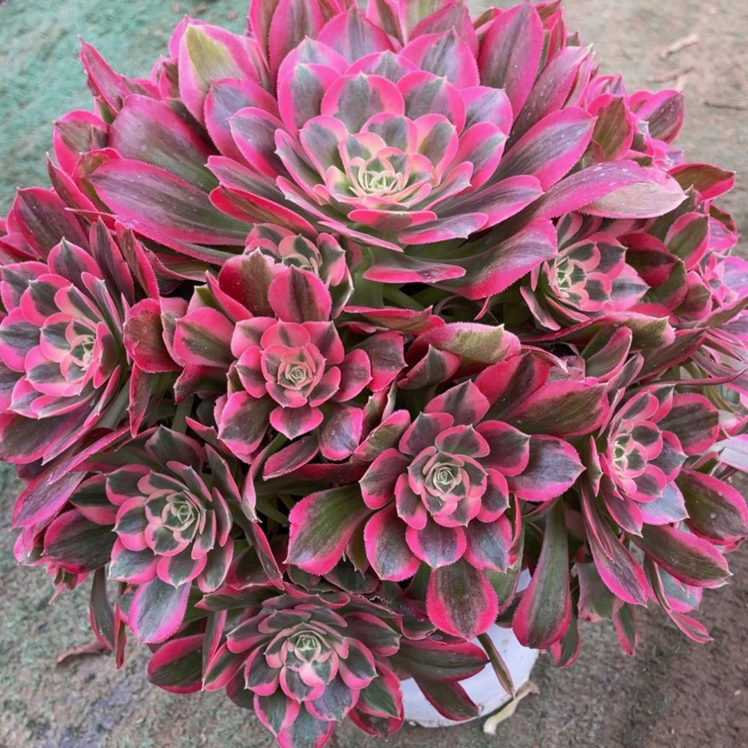 504粉女郎精品法师多肉