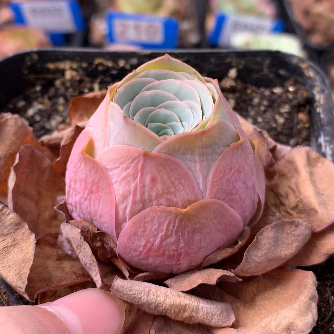 一物一拍星辰福利012