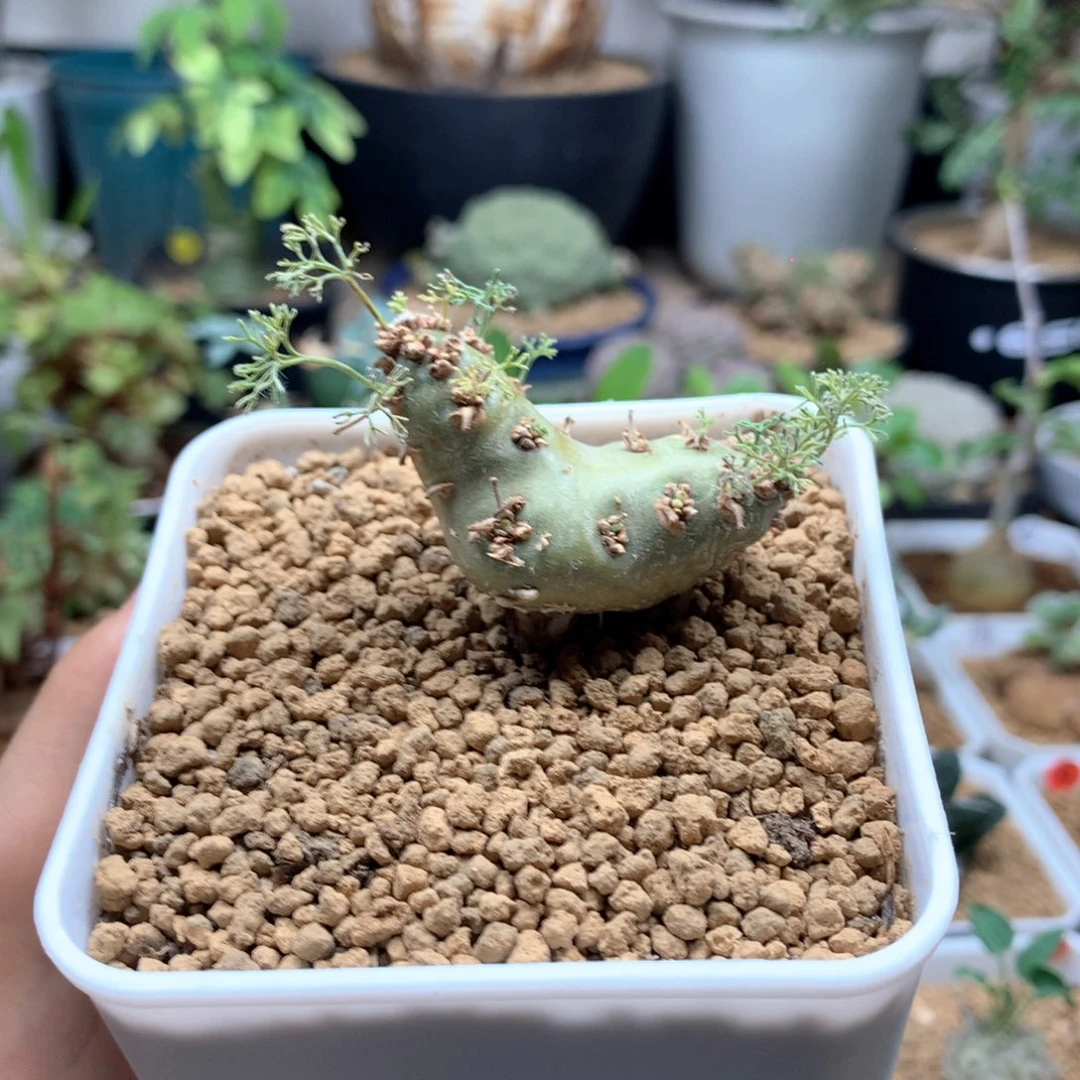 白皮月界带盆4cm