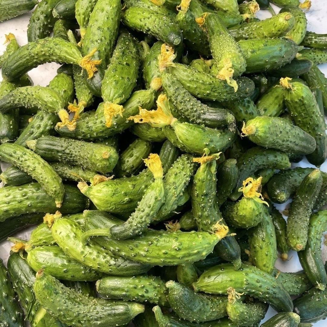 新鲜旱黄瓜脆嫩多汁迷你黄瓜腌制酱菜专用蔬菜