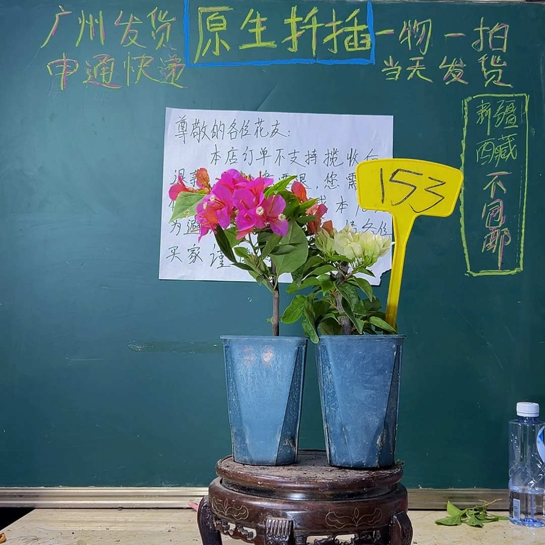 当前无花栽培后可以开花热带花束方盆 维拉白方盆153